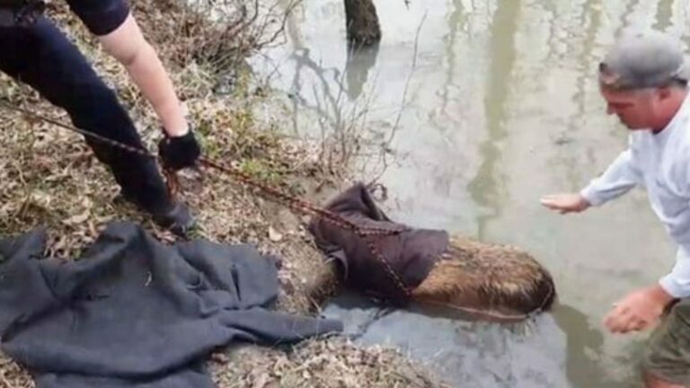 Oklahoma Man Rushes To Rescue A ‘Beaver’ But Freezes When He Sees What’s Beneath The Mud
