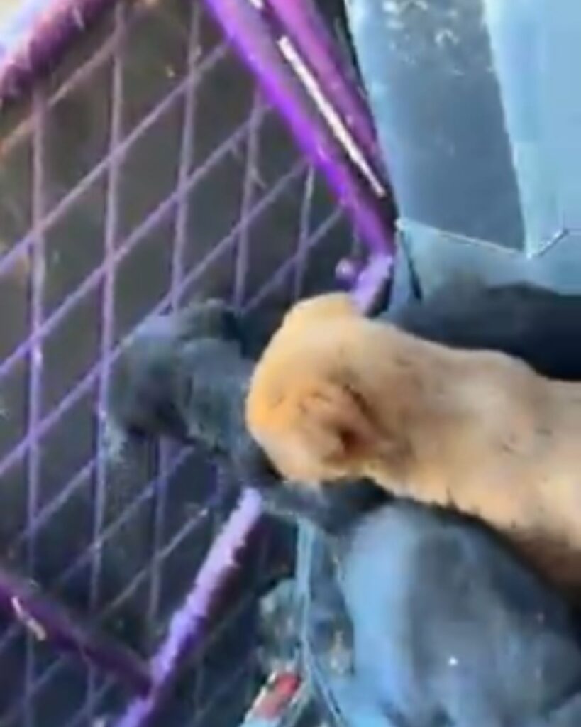 black and brown puppy by the fence