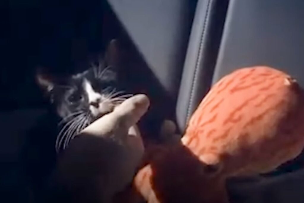 black and white cat in the car