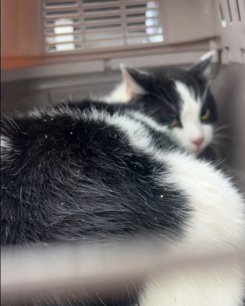 black and white cat lying down