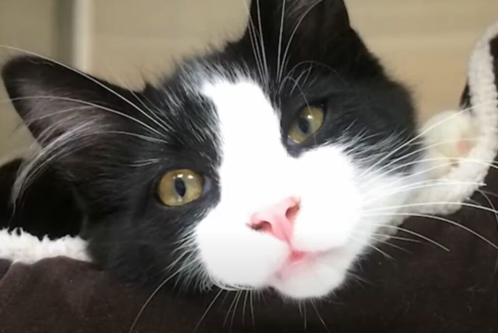 black and white cat with green eyes