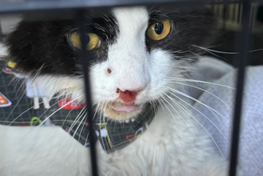 black and white cat with green eyes peeking out of a cage