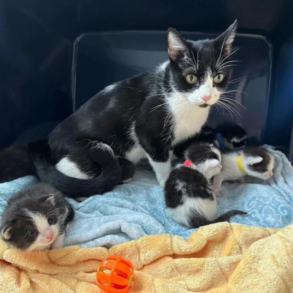 black and white cat with kittens