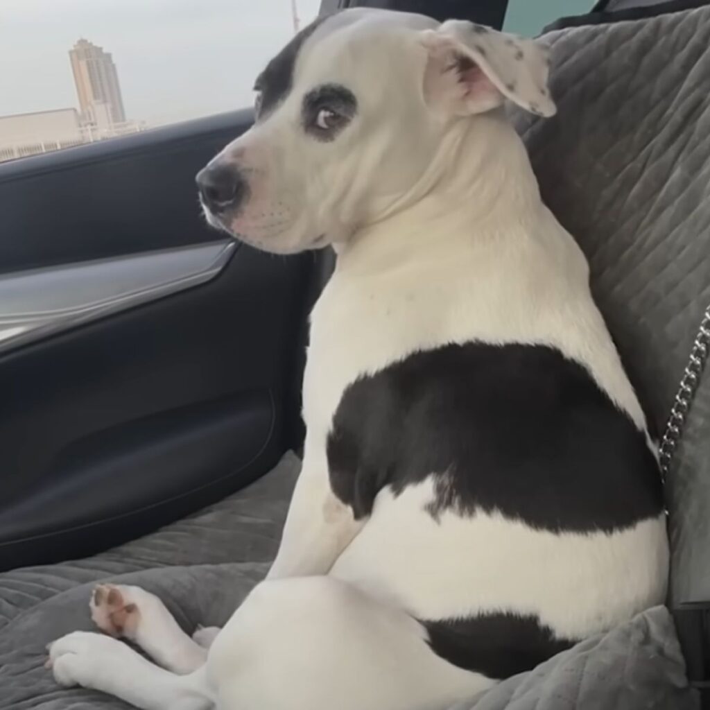 black and white dog enjoys the car