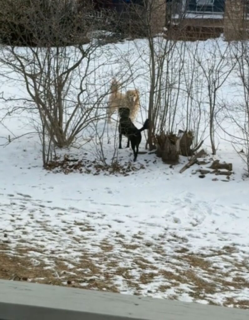 black and white dog in the snow