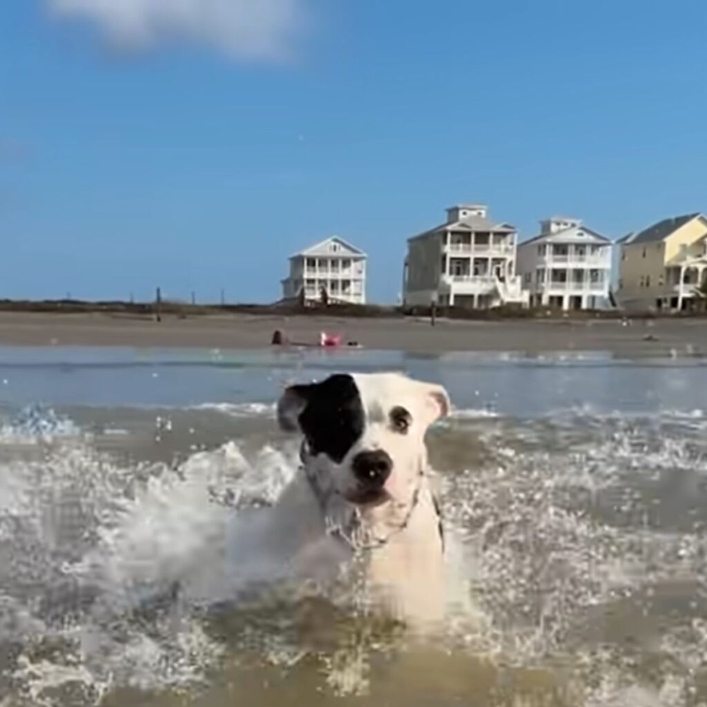 black and white dog in the water