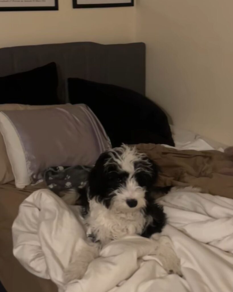 black and white dog on the couch
