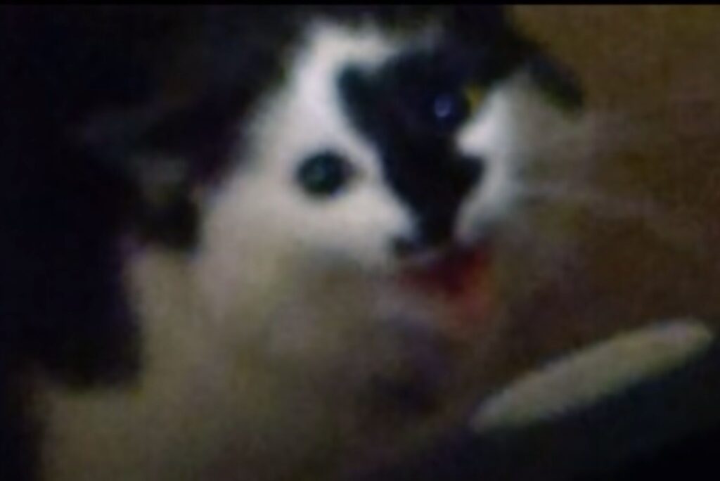 black and white kitten