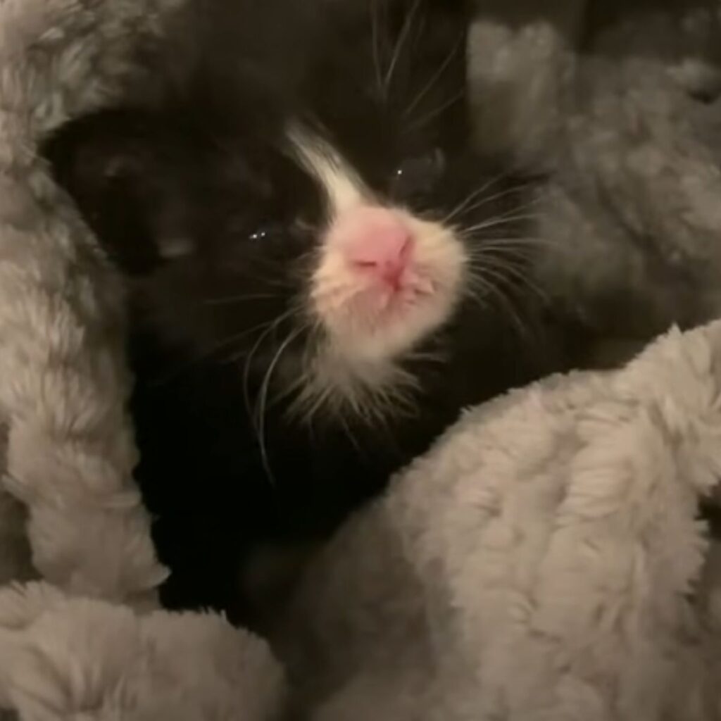 black and white kitten