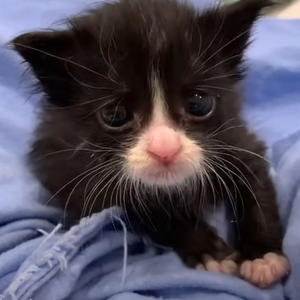 black and white kitten on a blue rug
