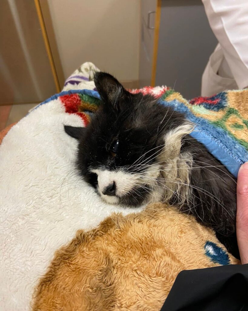 black and white kitten resting leaning on a blanket