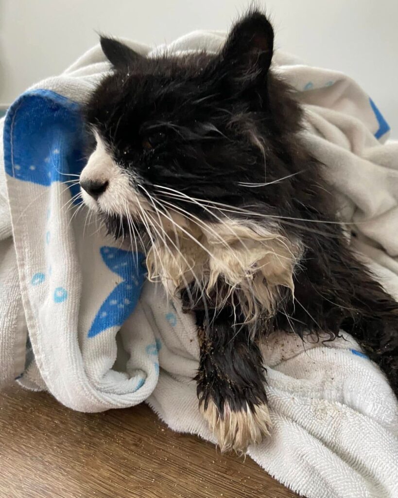 black and white kitten wrapped in a towel