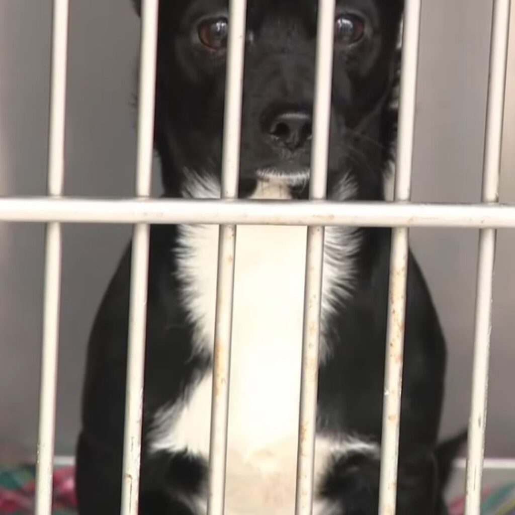 black and white puppy in a cage