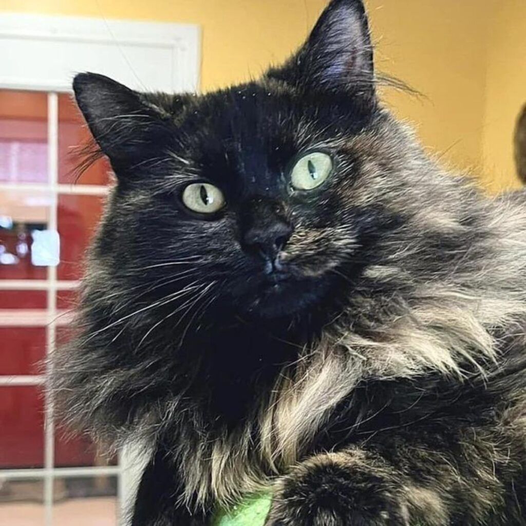 black and yellow cat with green eyes