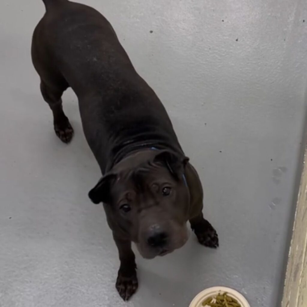 black bulldog standing next to a food bowl