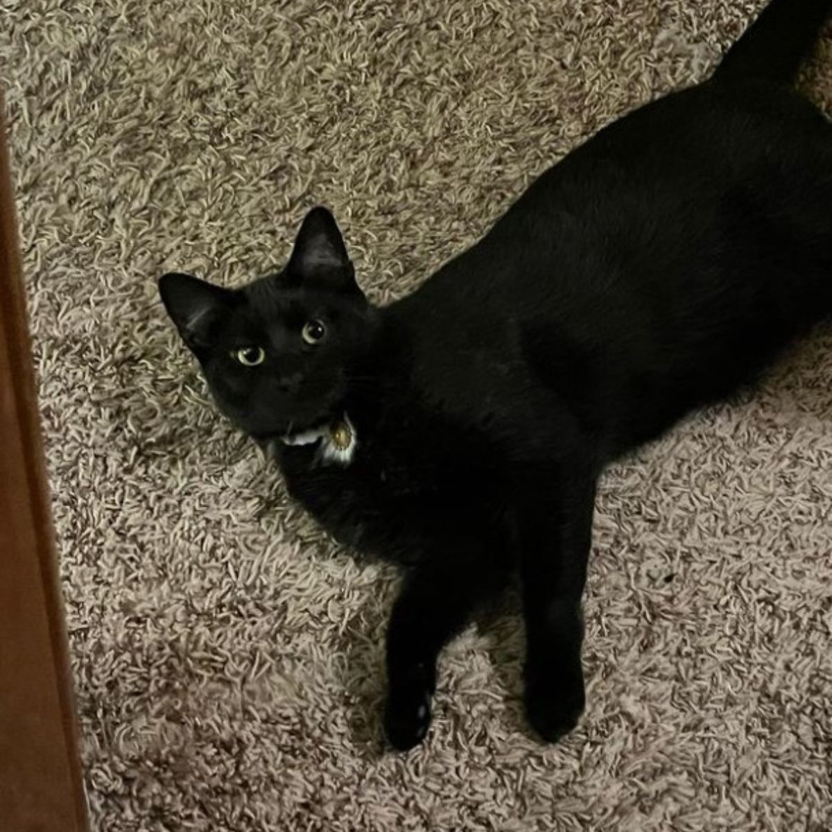 black cat lying on the floor