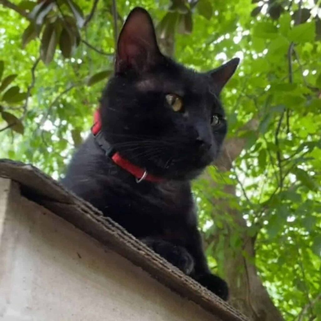 black cat sitting on a box