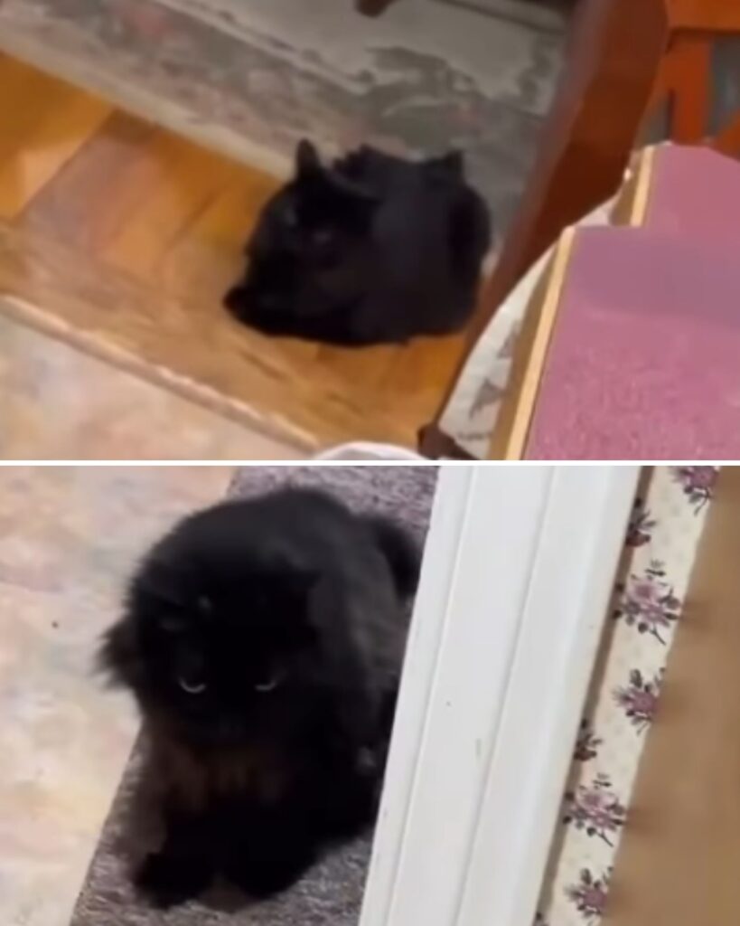 black cat sitting on the floor