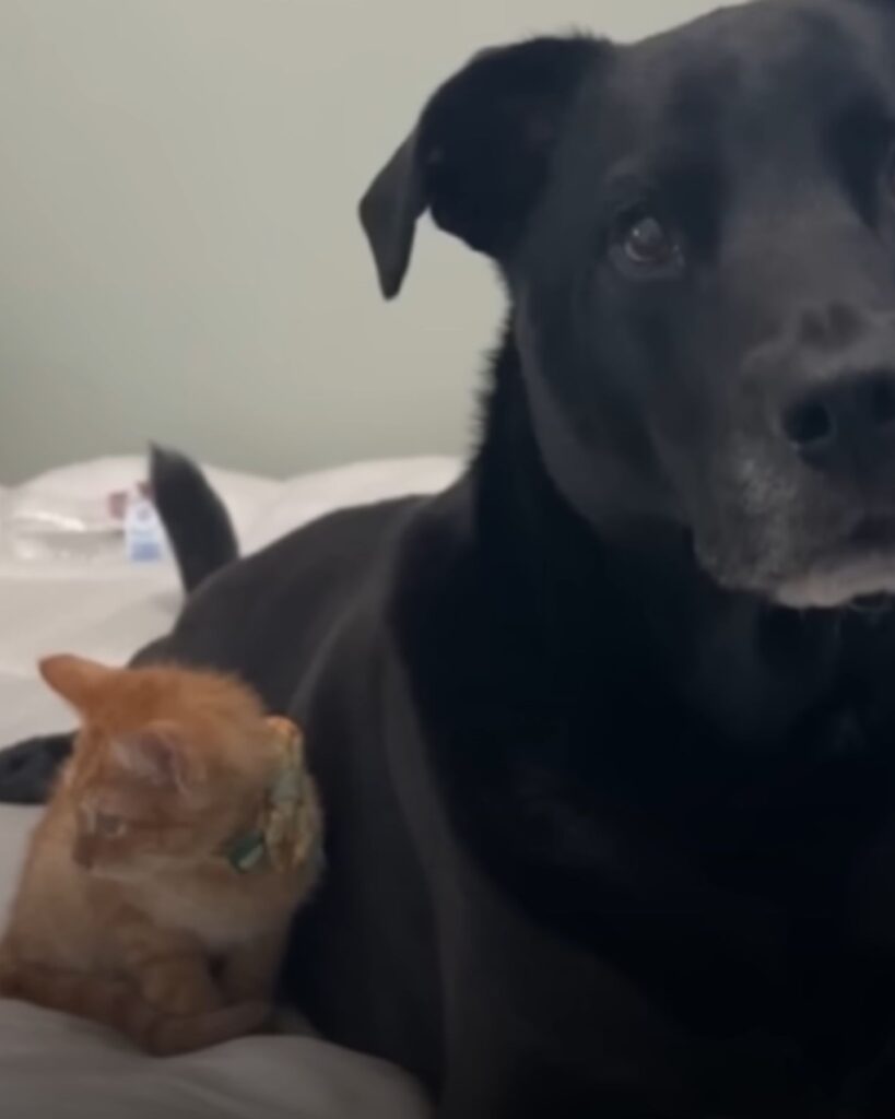 black dog and yellow cat