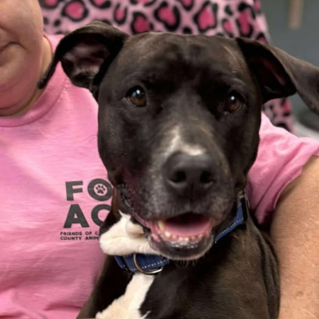 The dog enjoys being in the hands of a woman