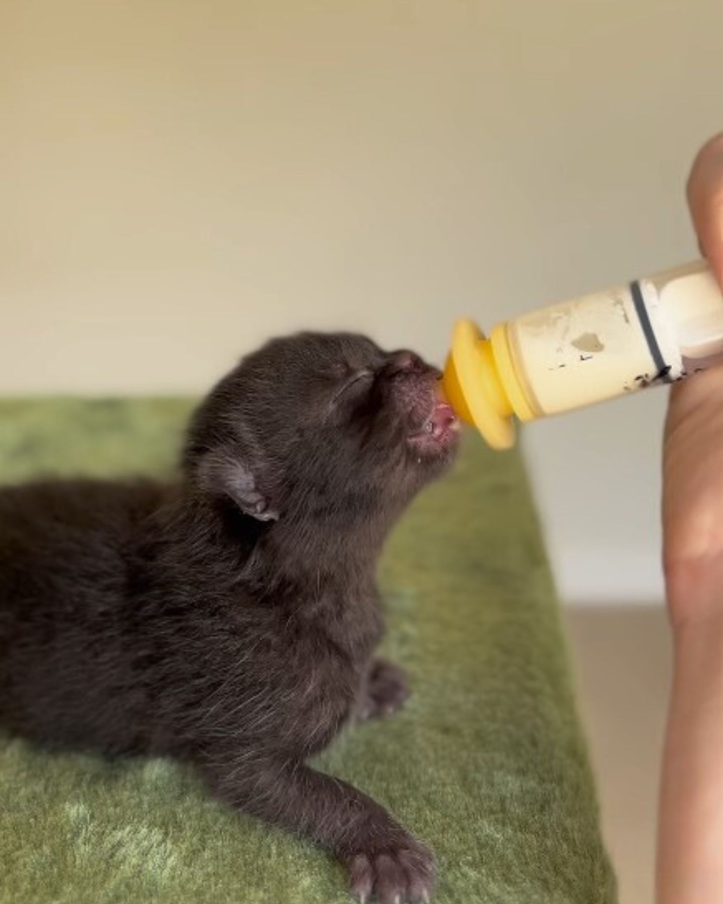 black kitten drinks milk