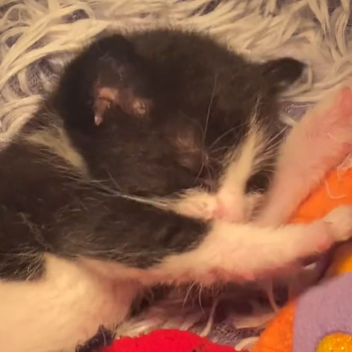 black kitten is sleeping snugly
