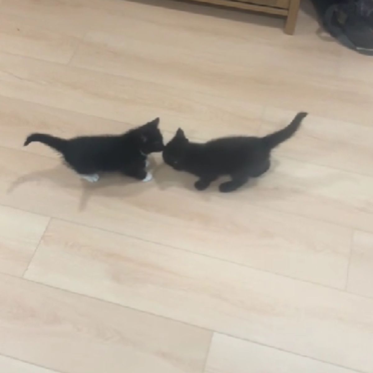 black kitties sniffing each other
