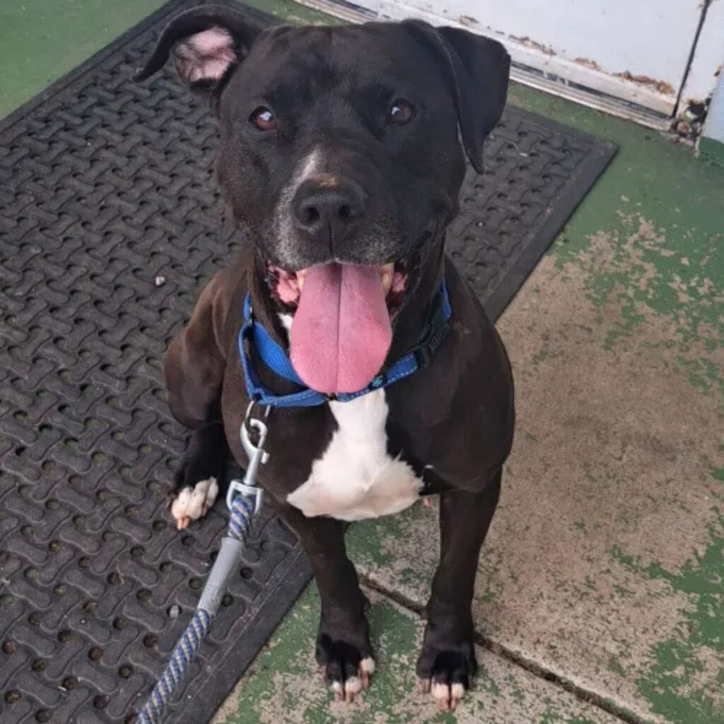 black pit bull on a leash