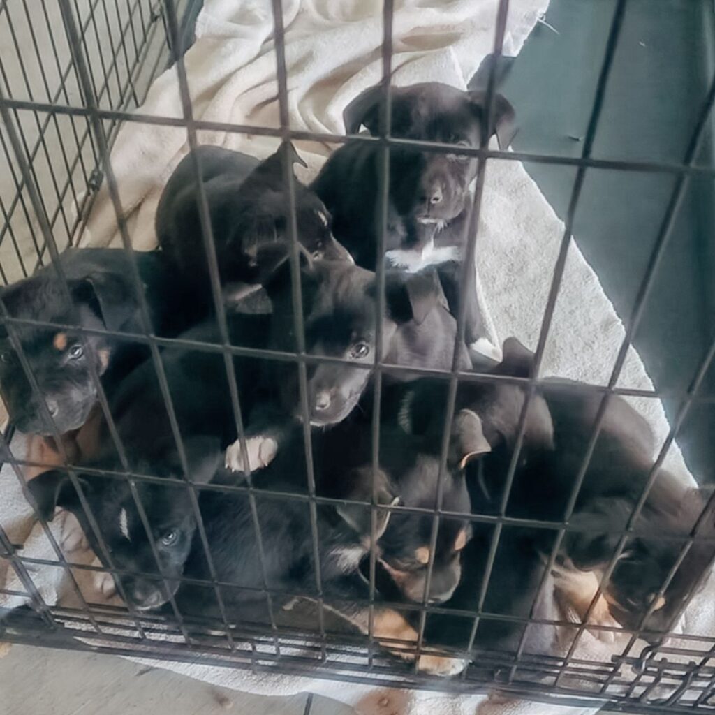 black puppy in a cage