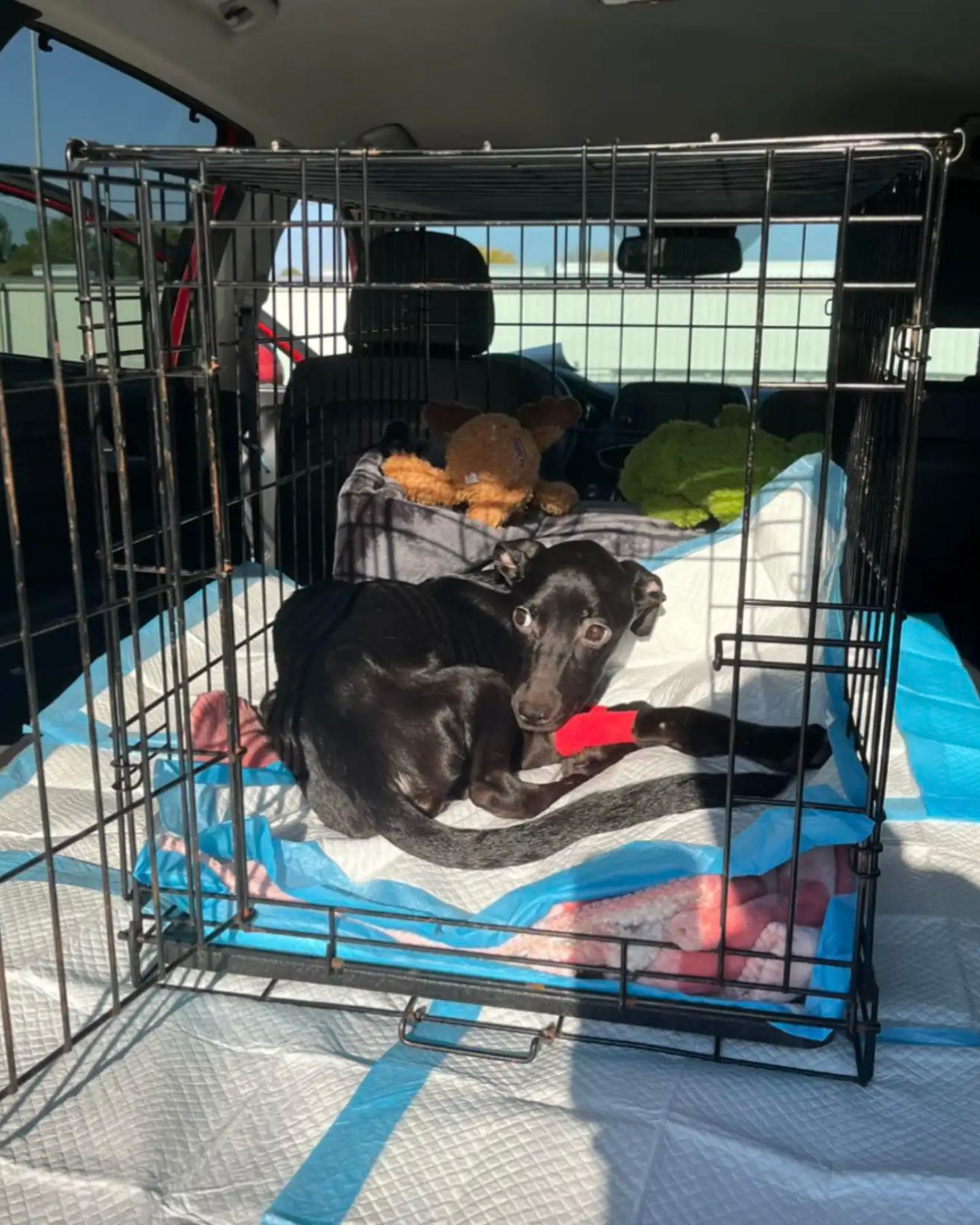 black puppy in a cage