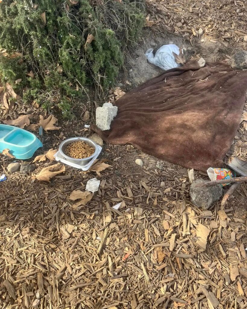 blanket food and water bowl