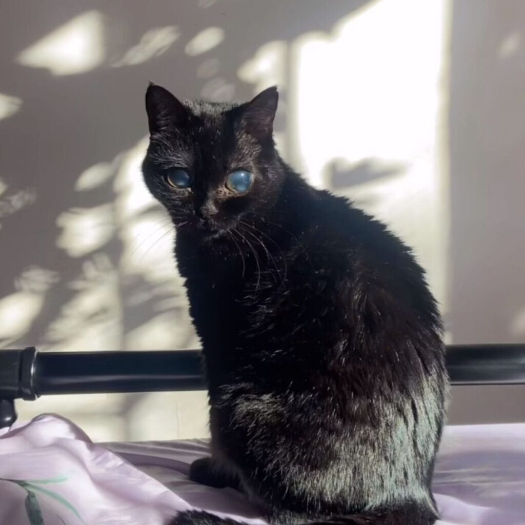 blind black cat sitting on the bed