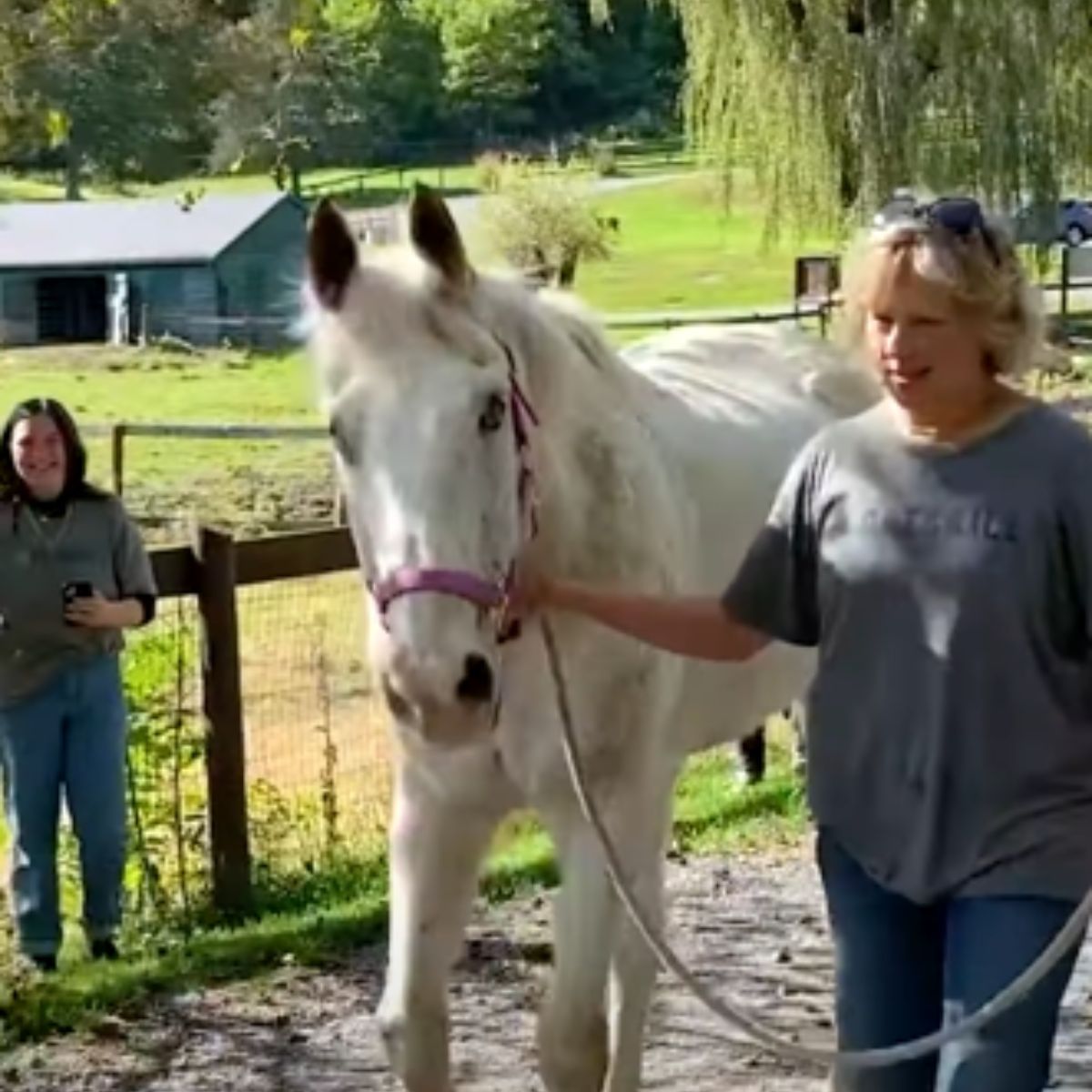 blind horse in a walk