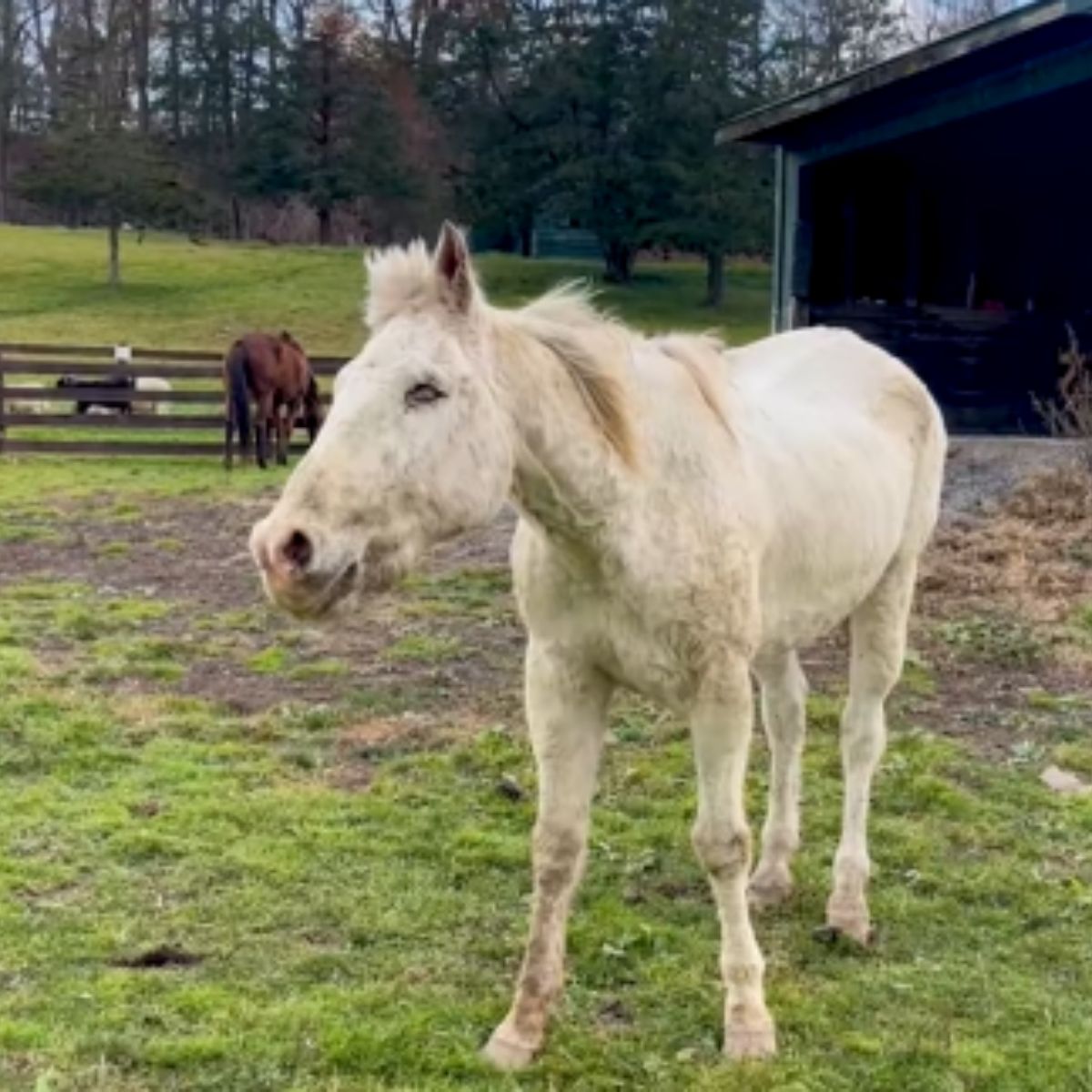 blind horse in the yard