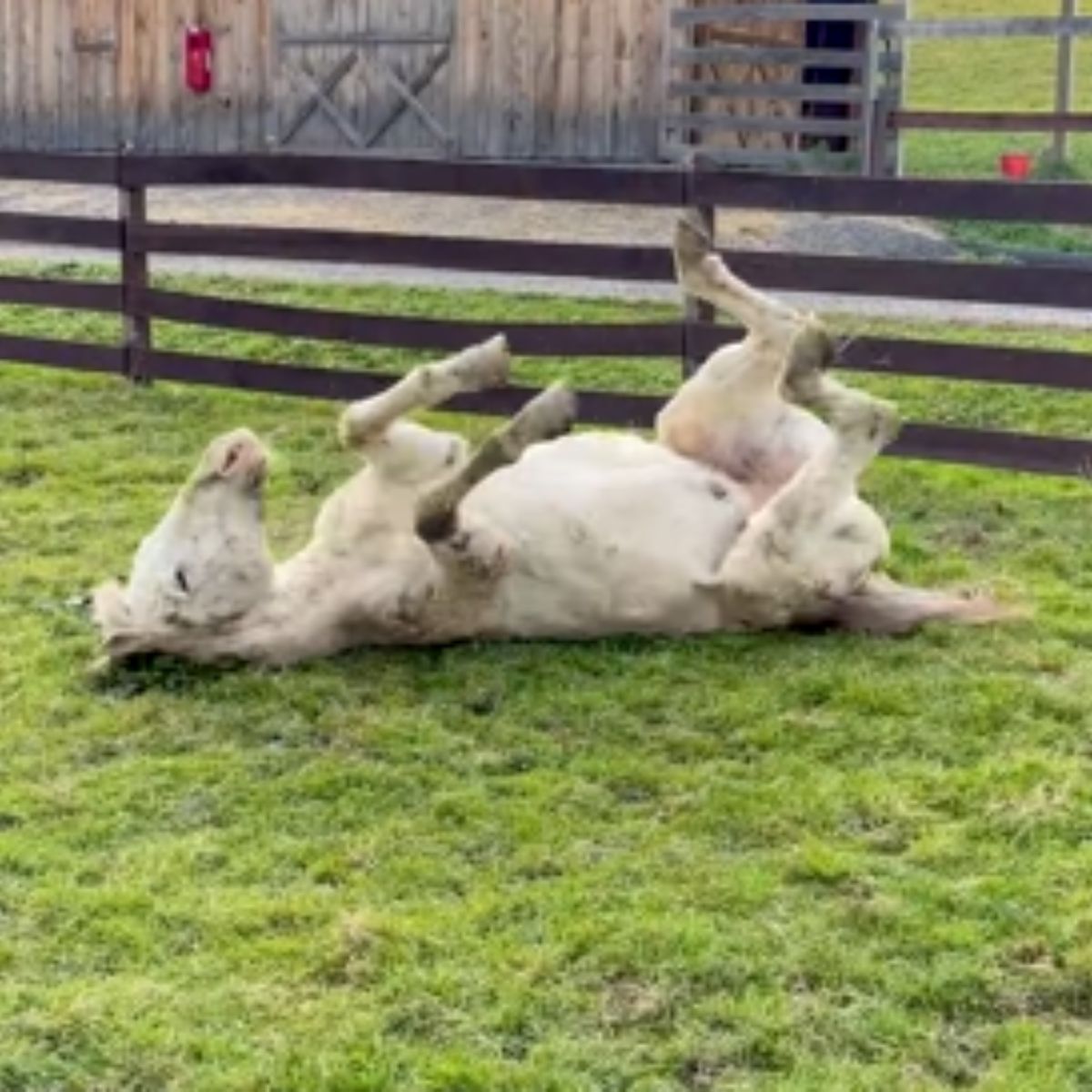 blind horse lies on its back on the grass