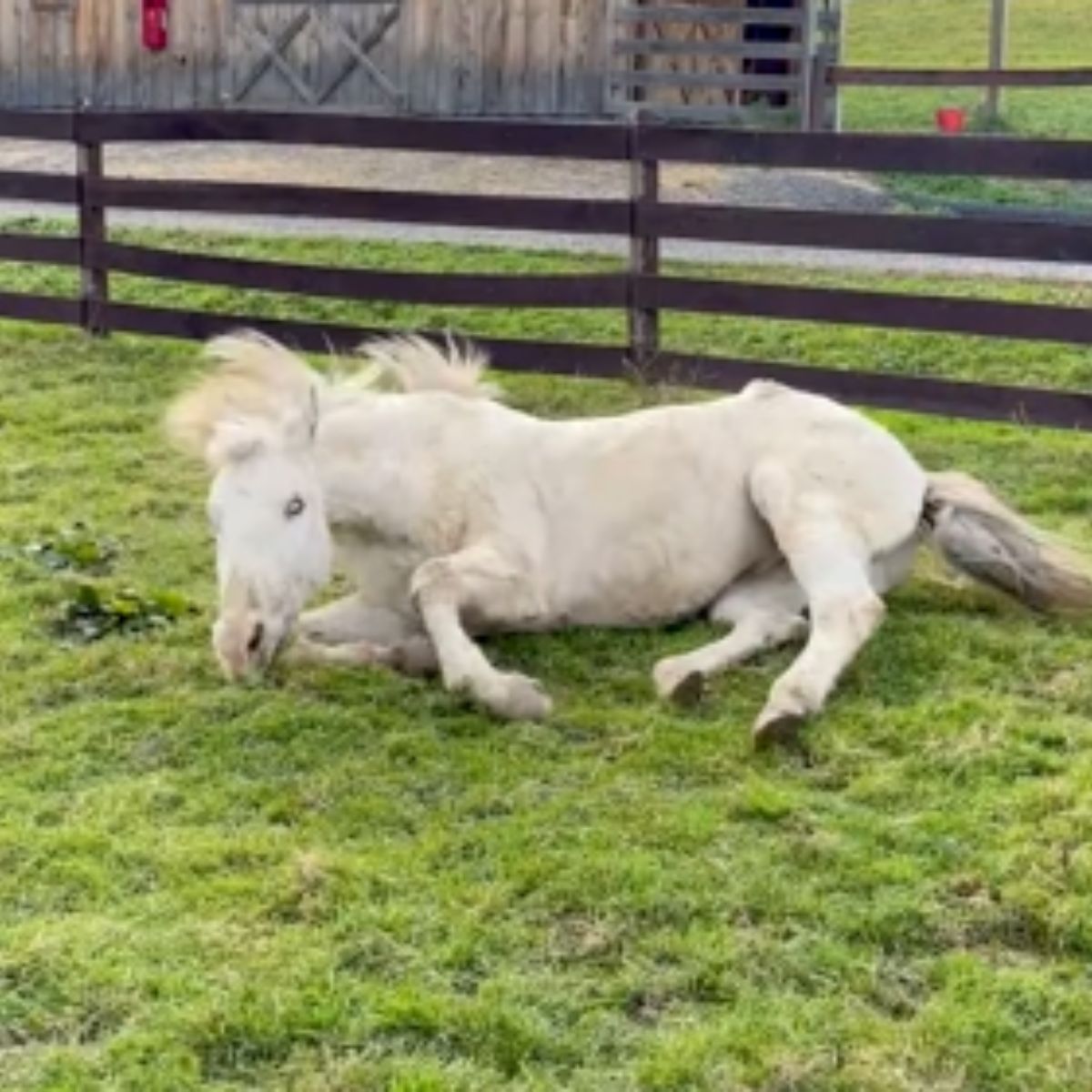 blind horse on the grass