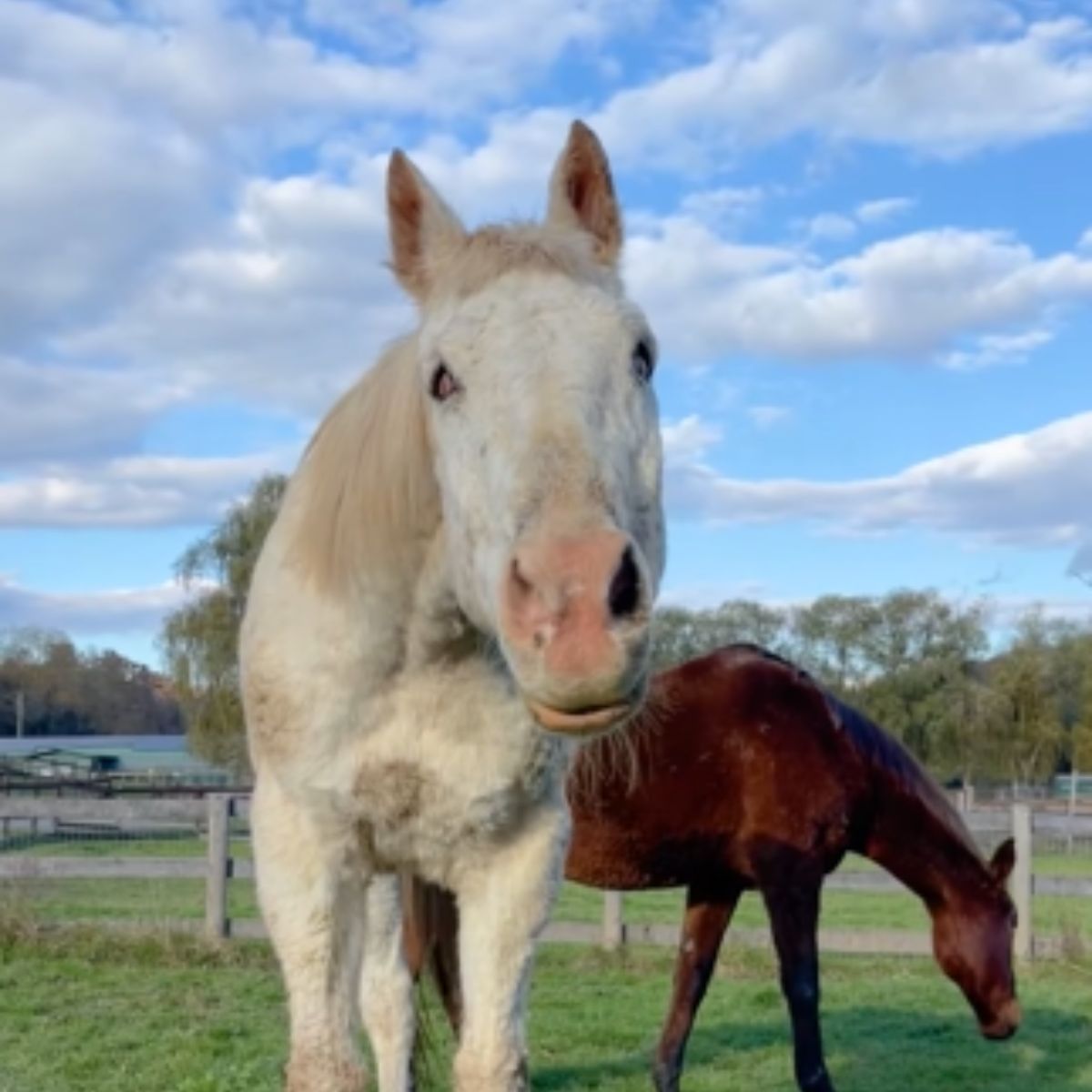 blind horse with other horses