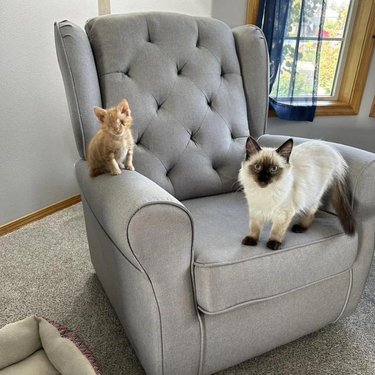 blind kitten and senior cat on the armchair
