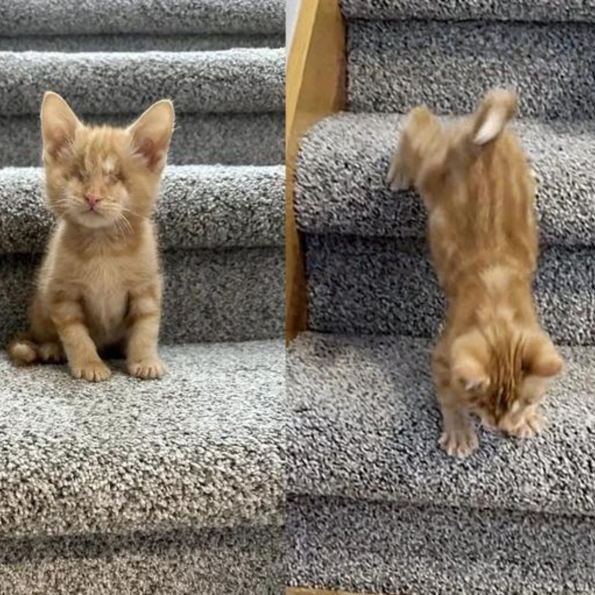 blind kitten comes down the stairs