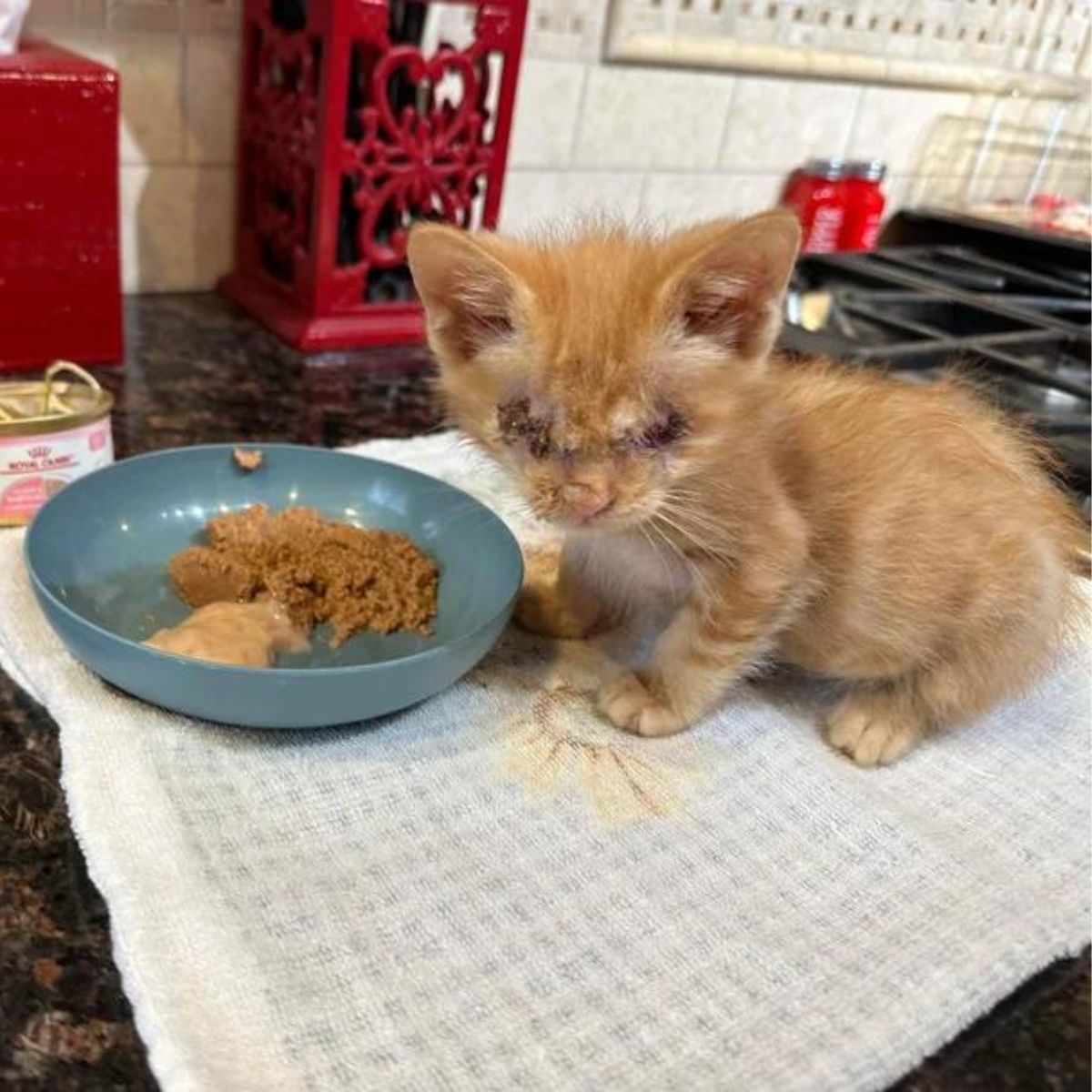 blind kitten next to food