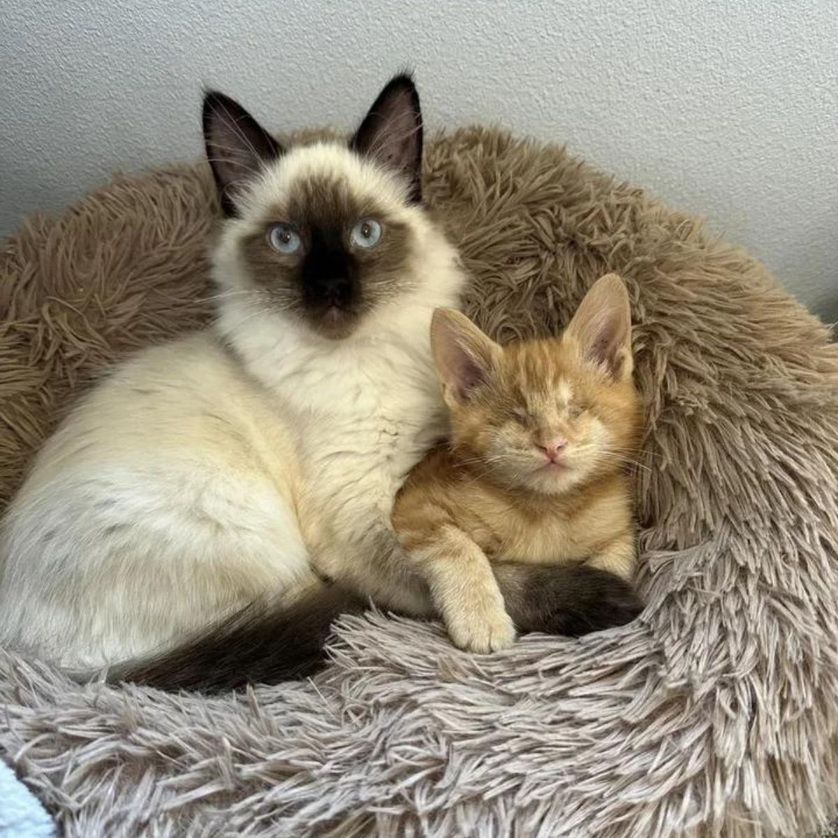blind kitten next to senior cat
