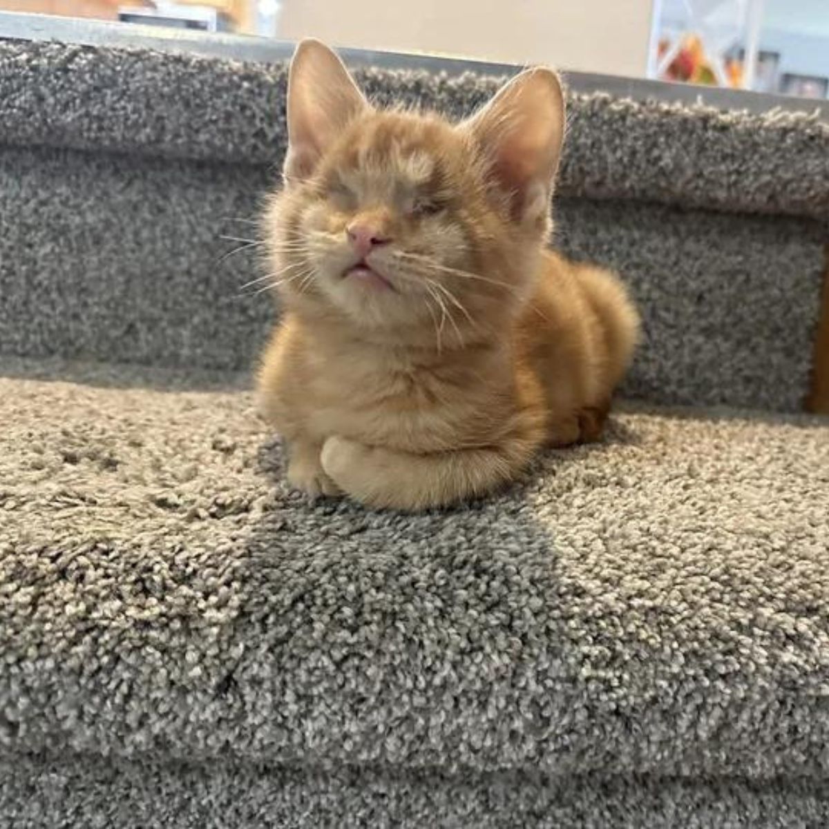 blind kitten on the stairs