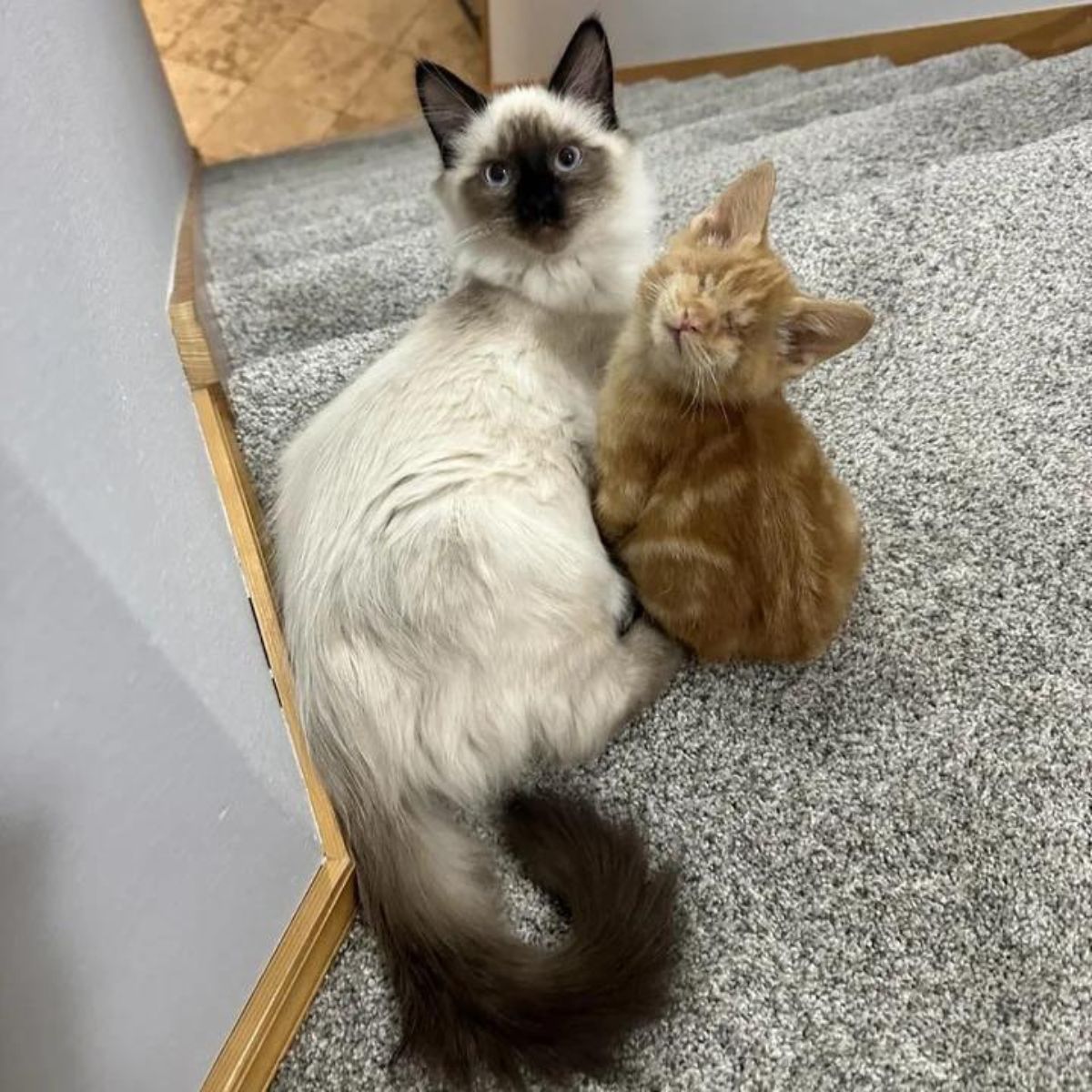 blind kitten with senior cat