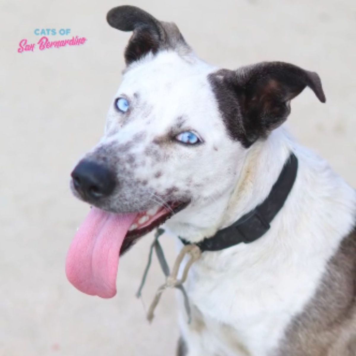 blue-eyed dog stuck out its tongue