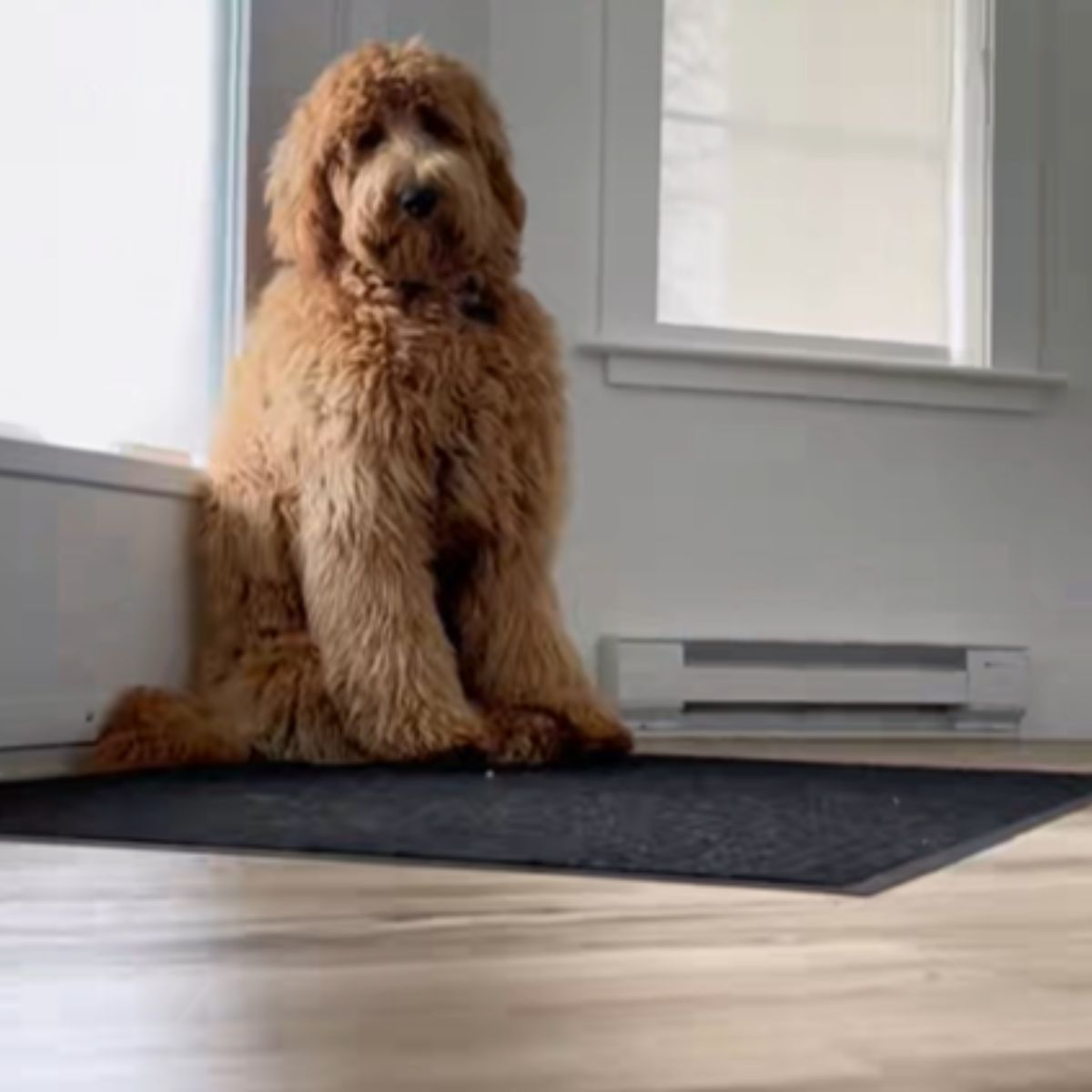 brown dog in the house