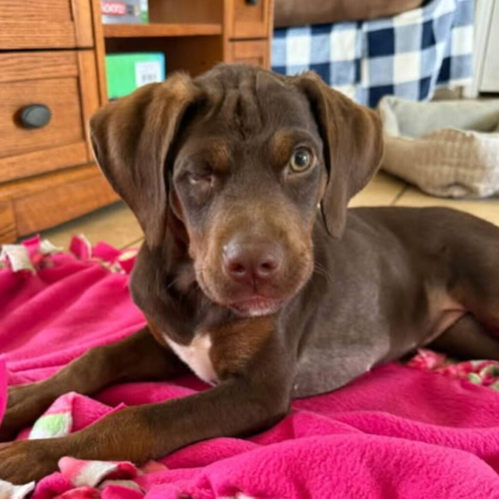 brown dog with one eye closed