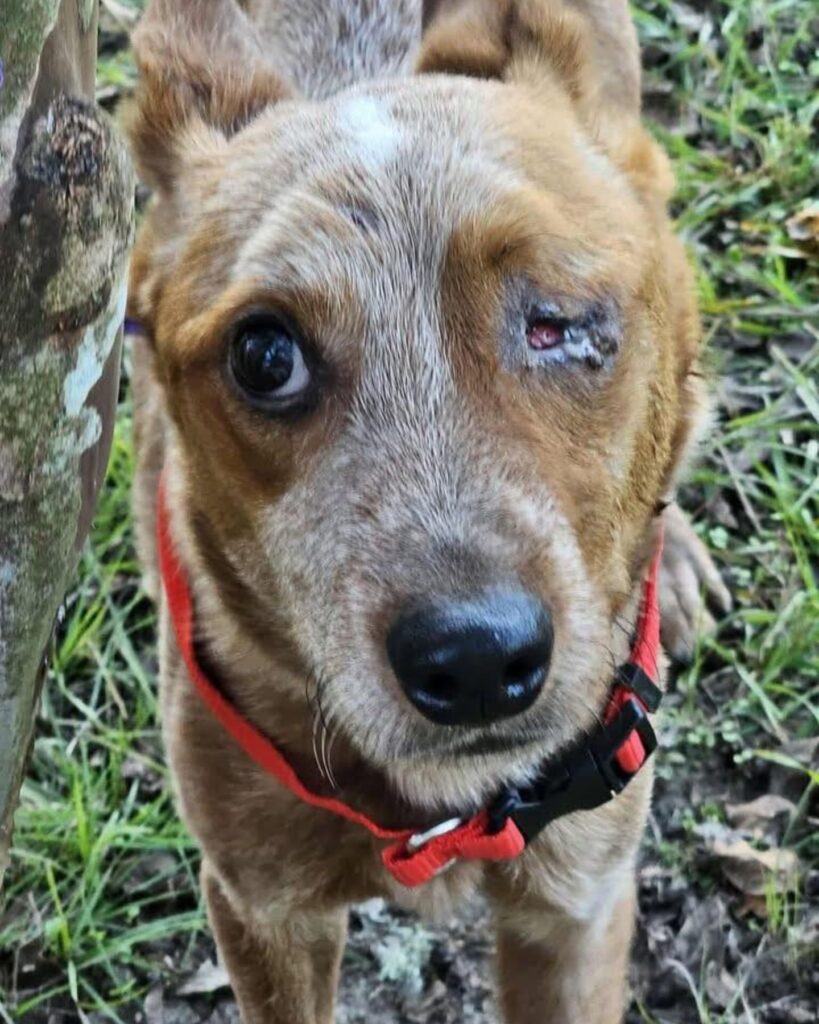 brown dog without one eye