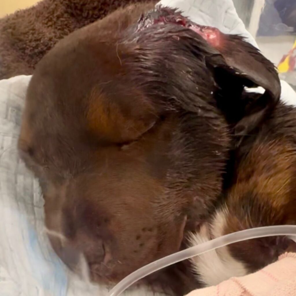 brown injured dog