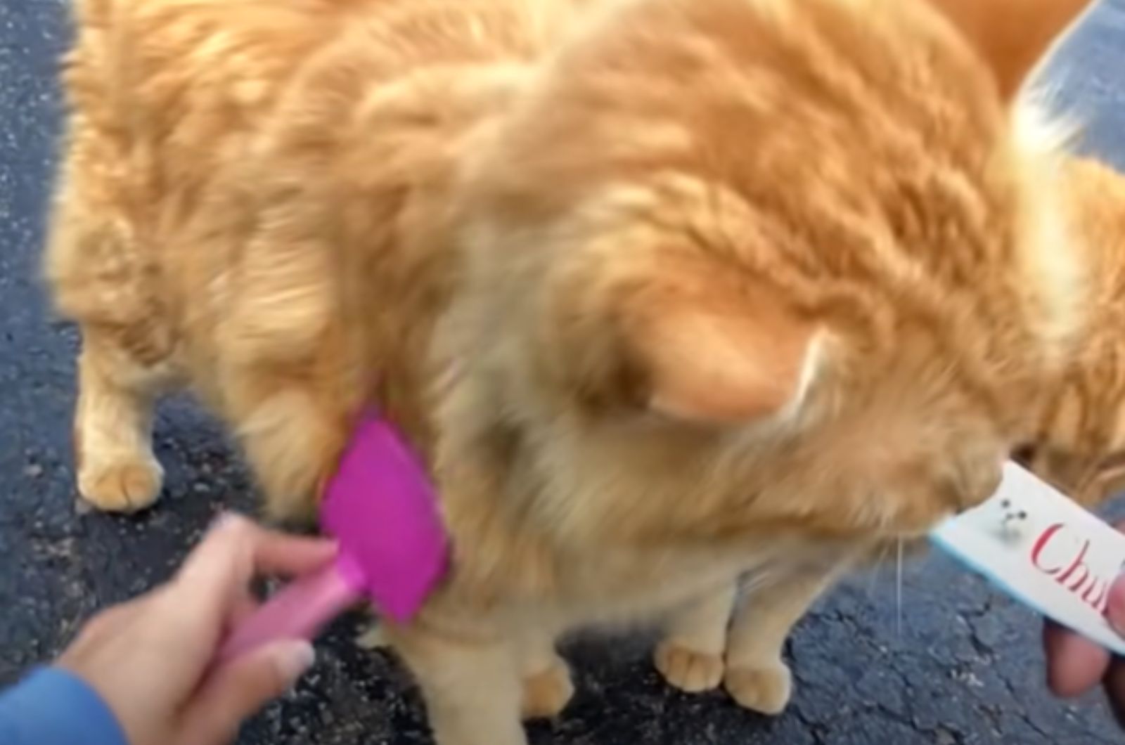 brushing ginger cat