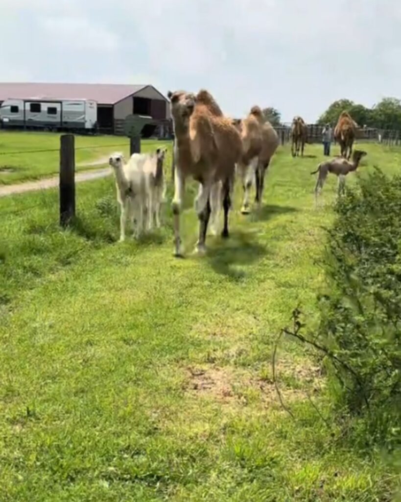 camels are walking along the fence